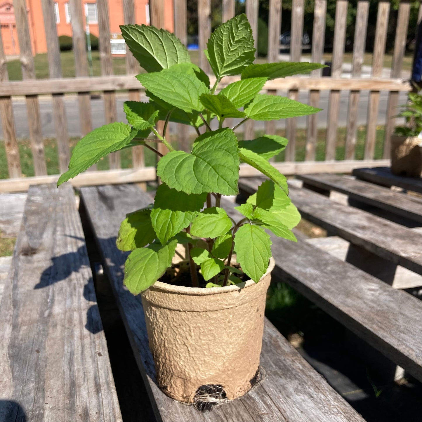 Scrophularia marilandica