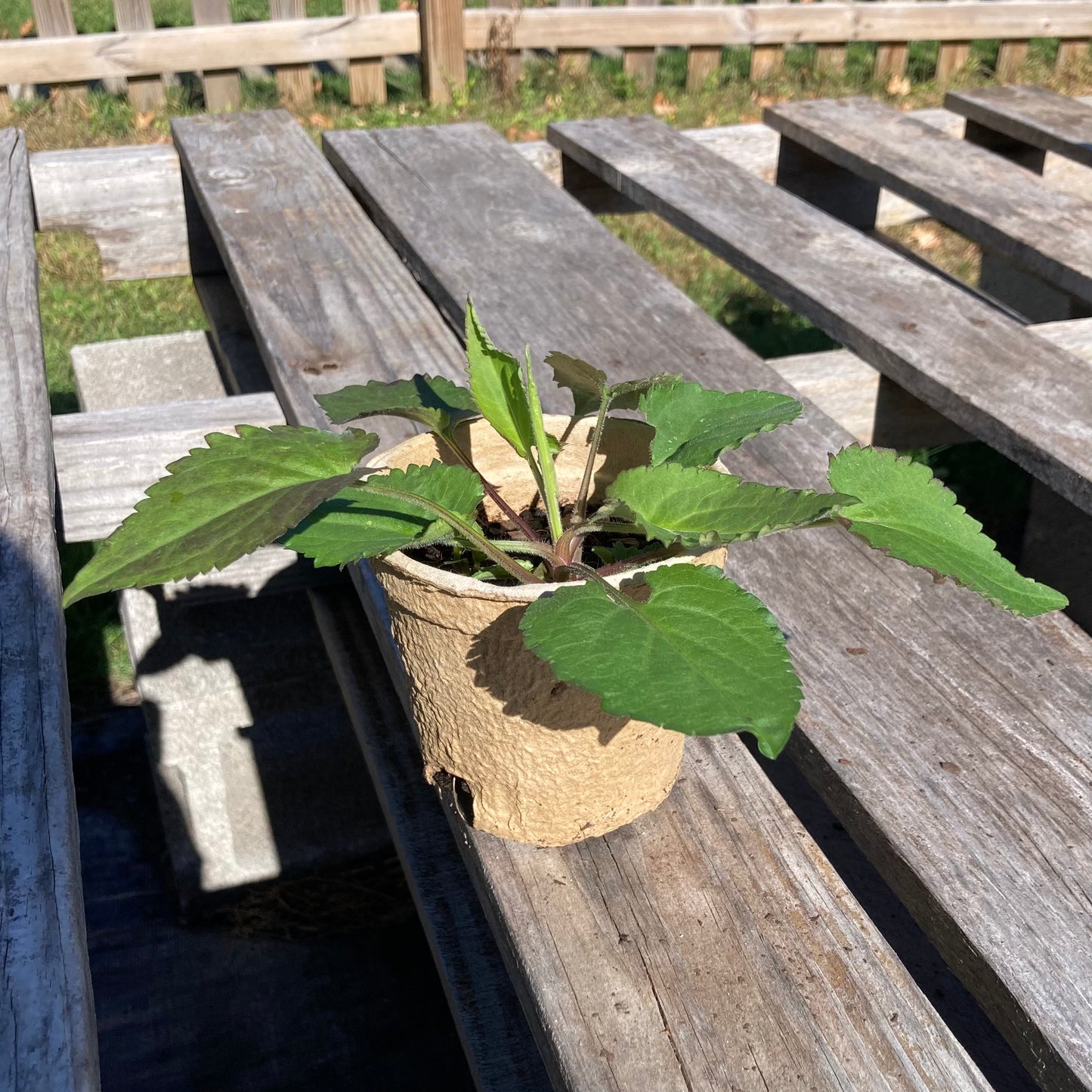 Symphyotrichum cordifolium