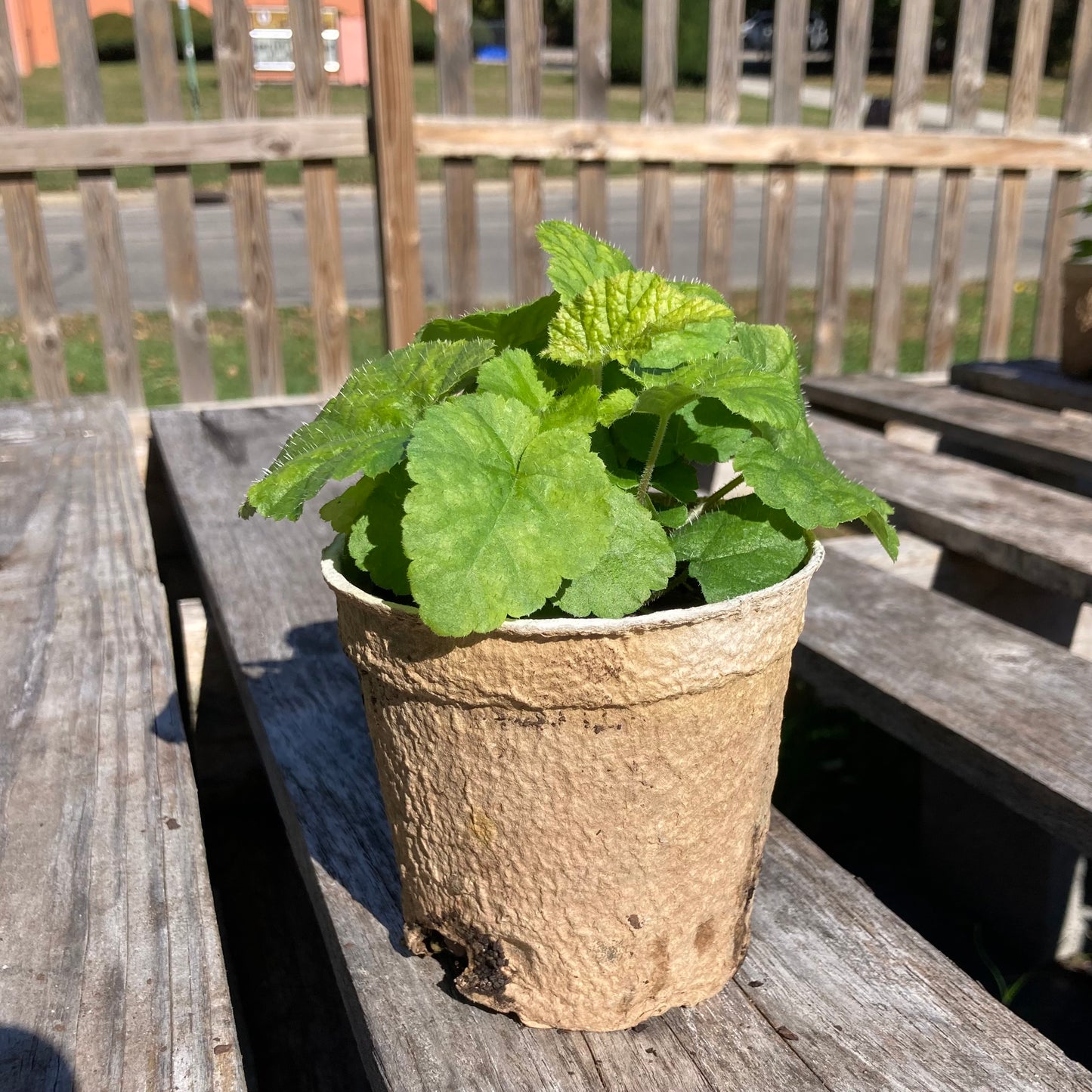 Tiarella stolonifera
