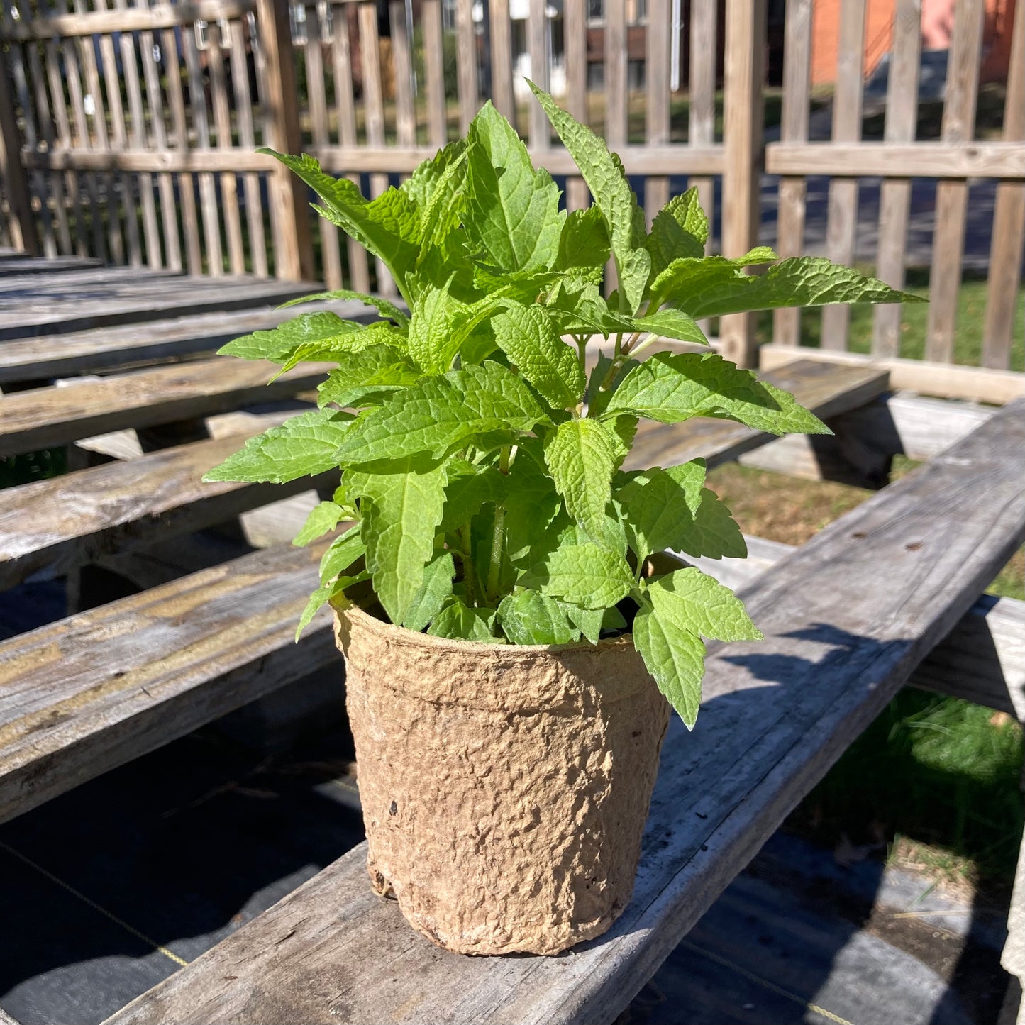 Eutrochium maculatum