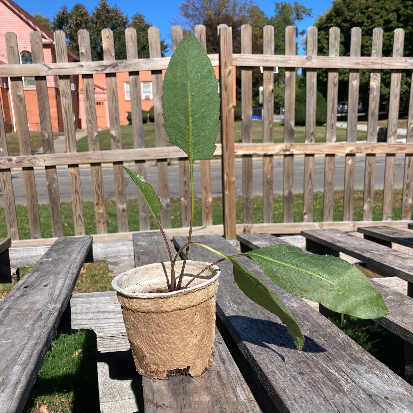 Silphium terebinthinaceum