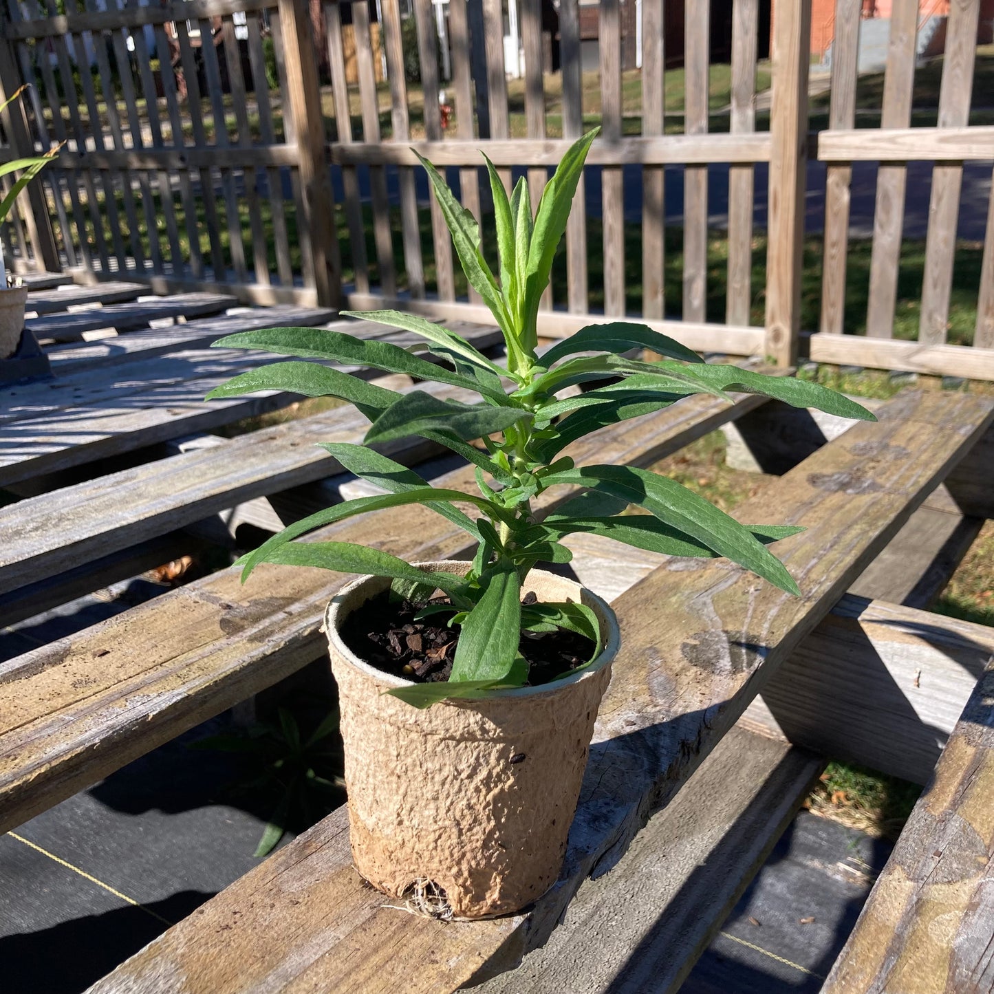 Symphyotrichum novae-angliae
