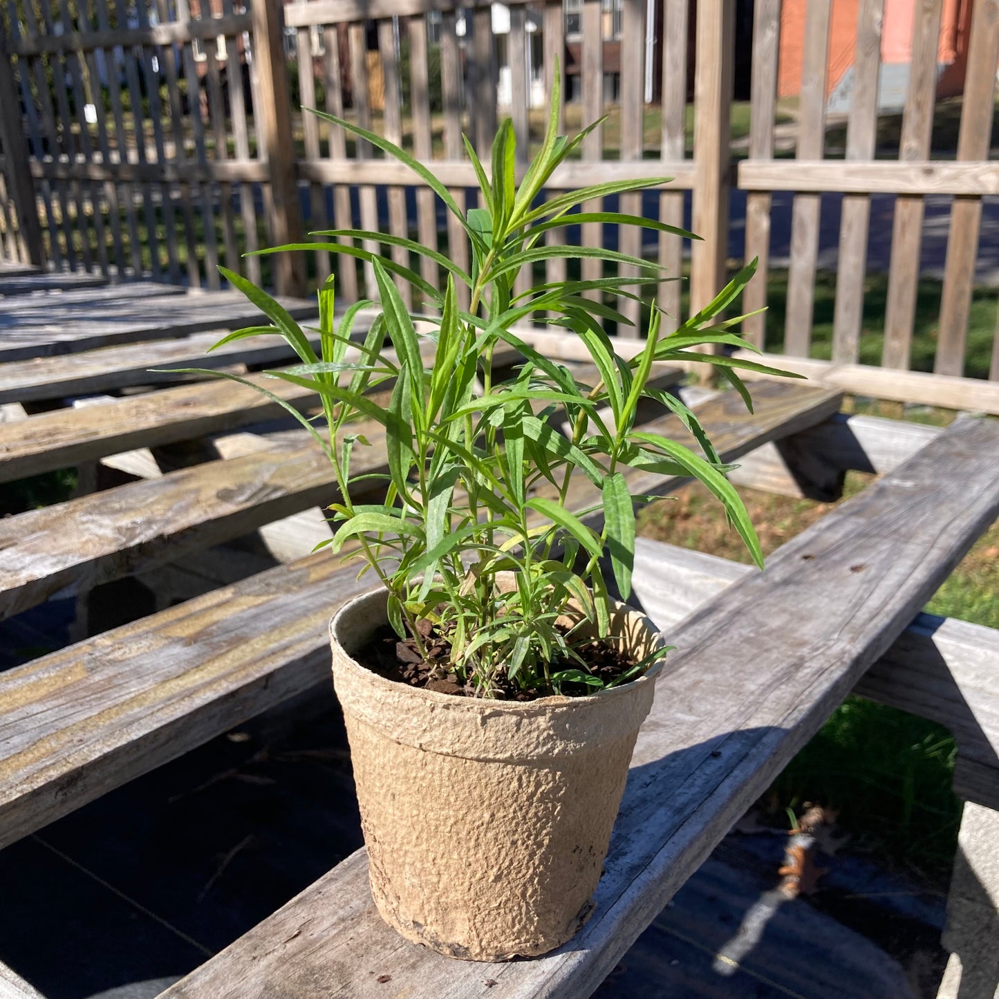 Euthamia graminifolia