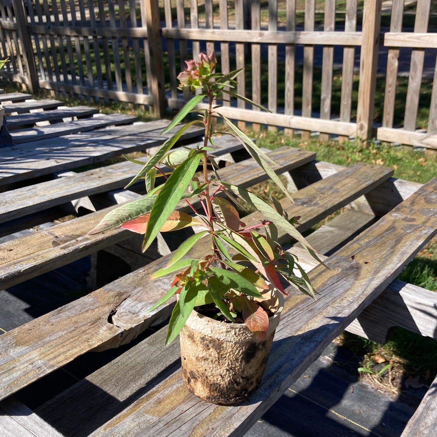 Ludwigia alternifolia