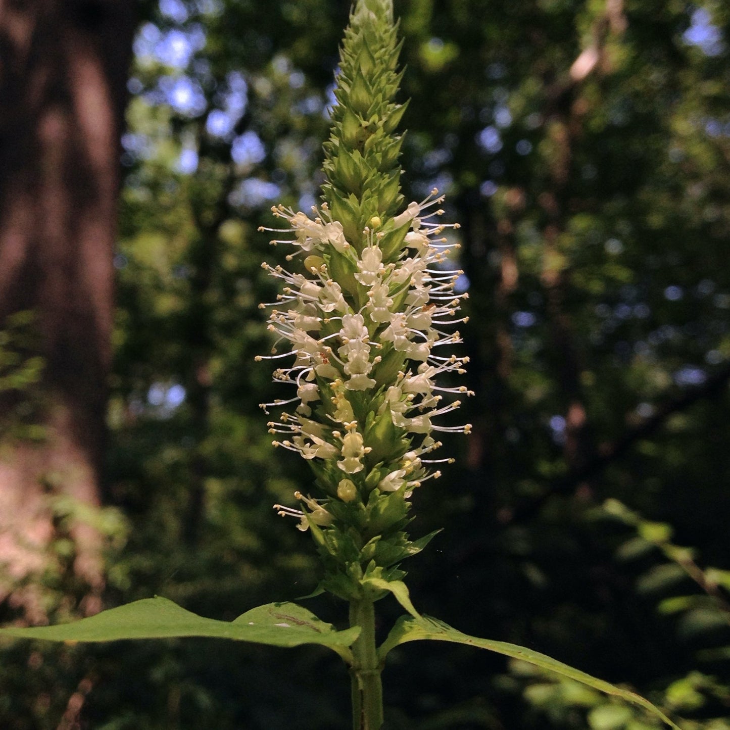 Agastache nepetoides