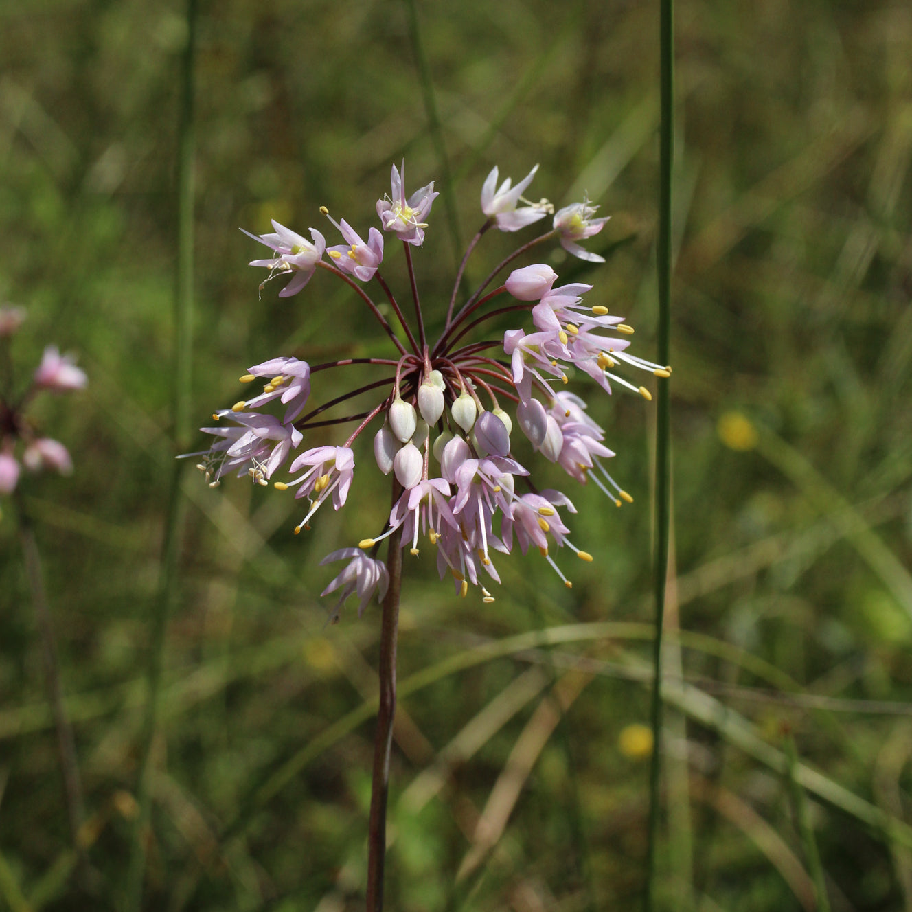 Allium cernuum