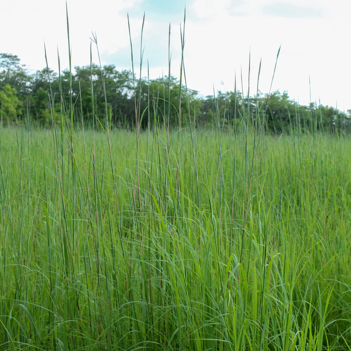Andropogon gerardii