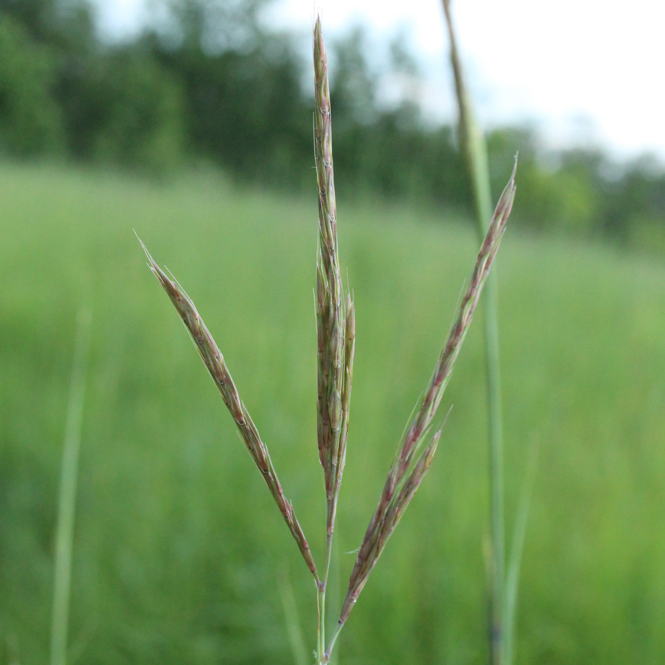 Andropogon gerardii