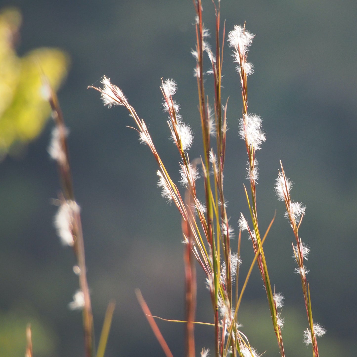 Andropogon virginicus