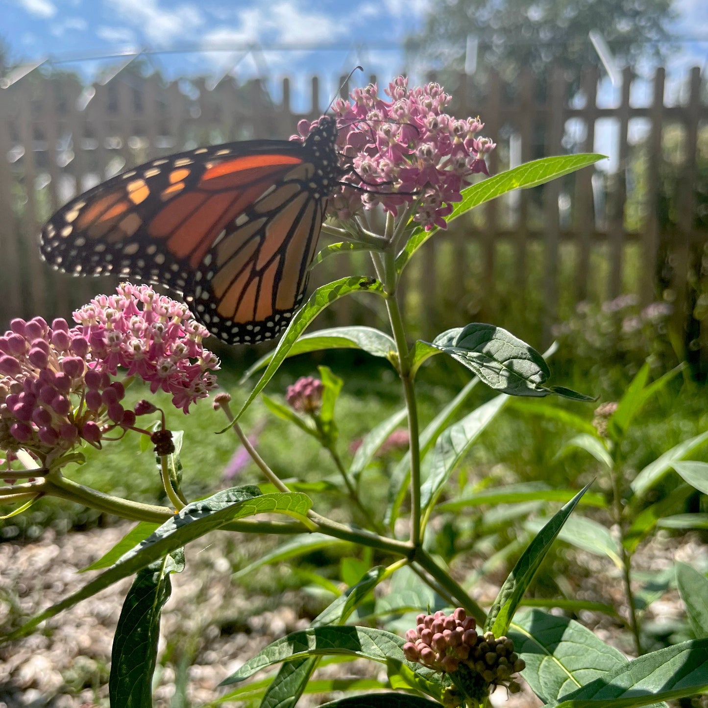 Asclepias incarnata