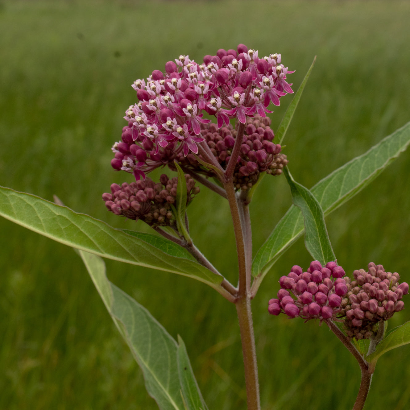 Asclepias incarnata