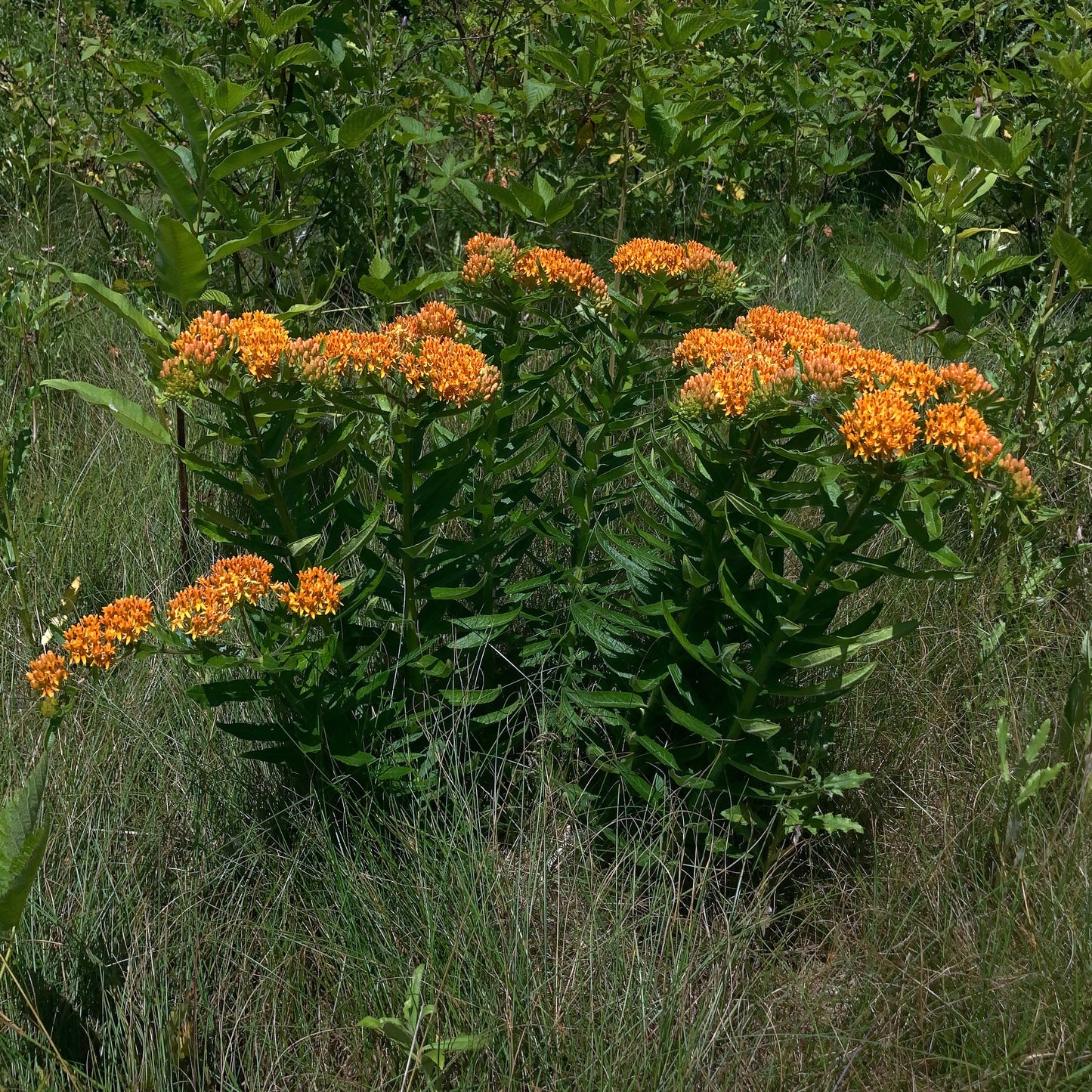 Asclepias tuberosa