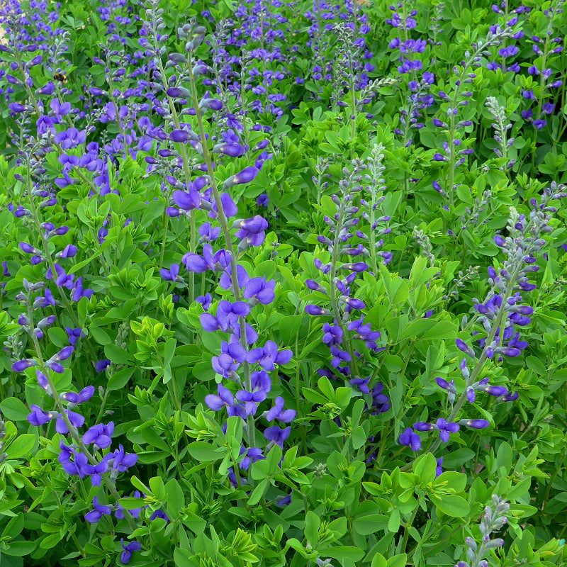 Baptisia australis