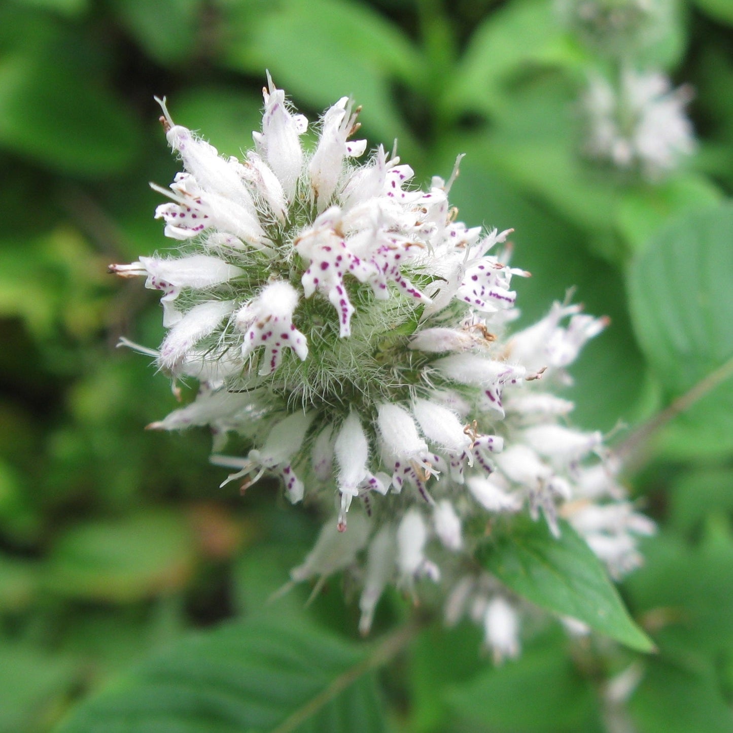 Blephilia hirsuta