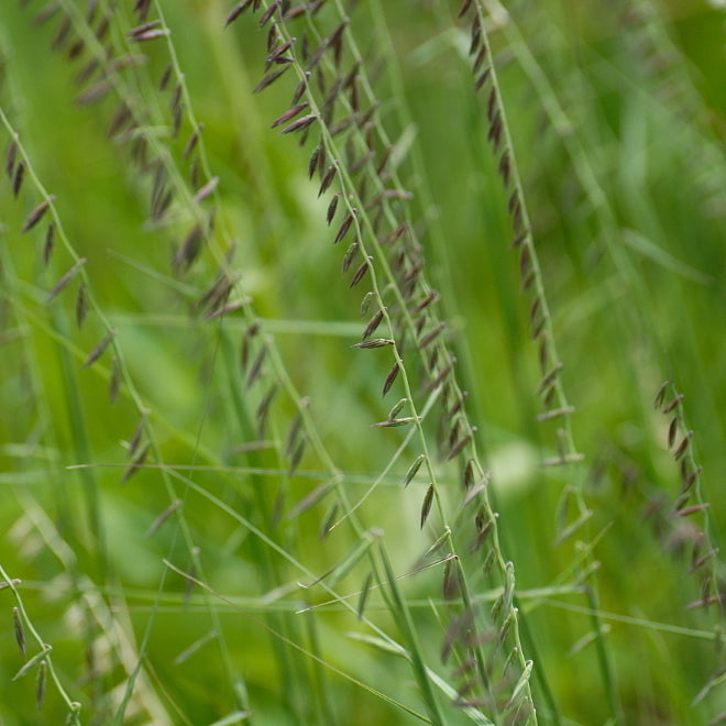 Bouteloua curtipendula