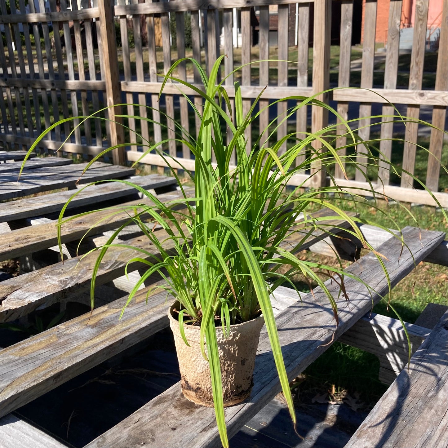 Carex squarrosa