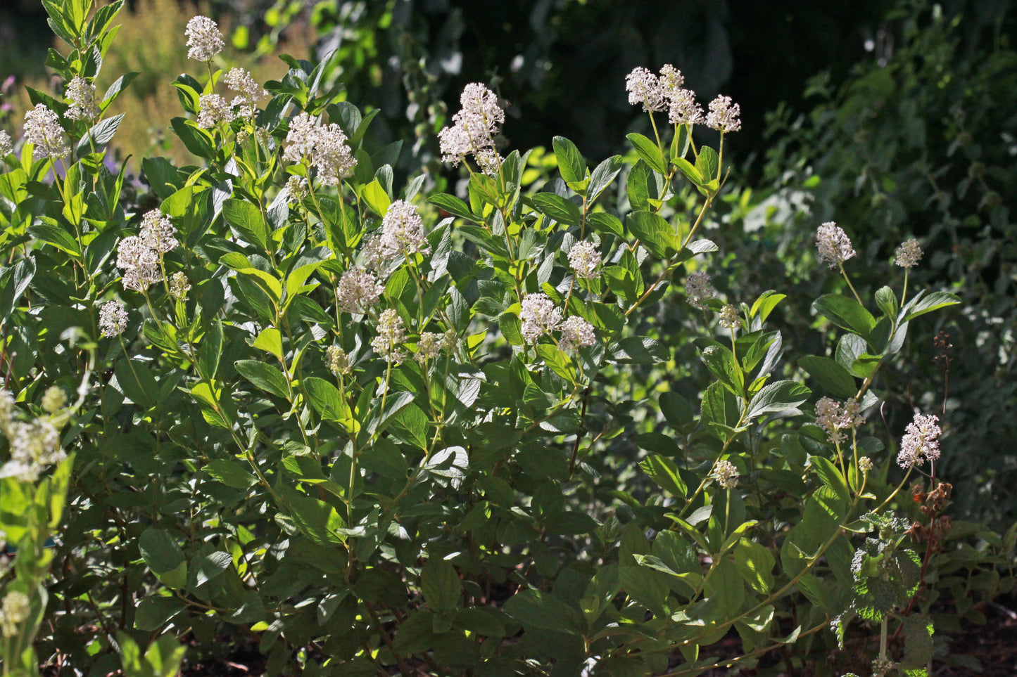 Ceanothus americanus