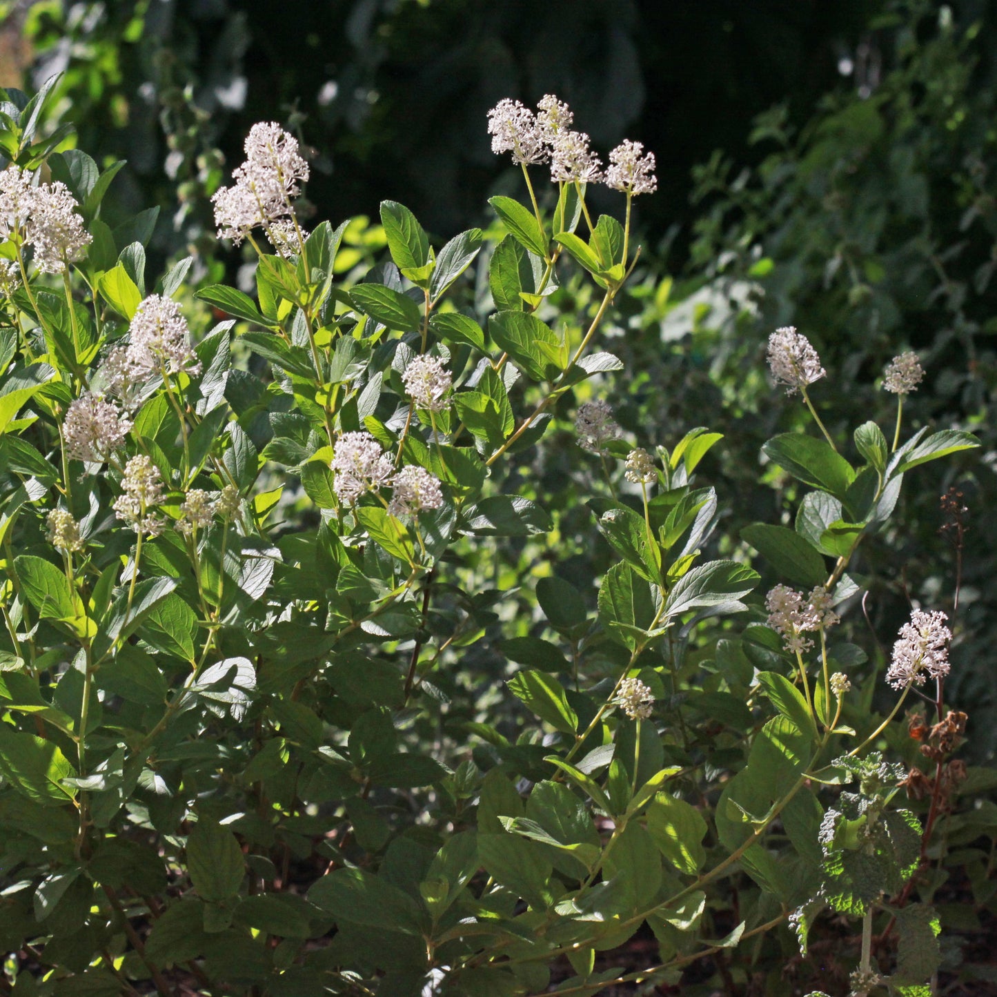 Ceanothus americanus