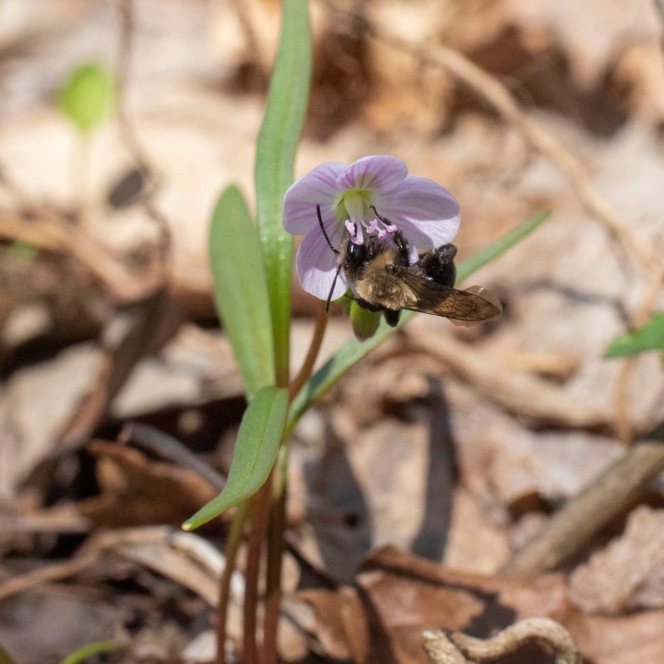 Claytonia virginica