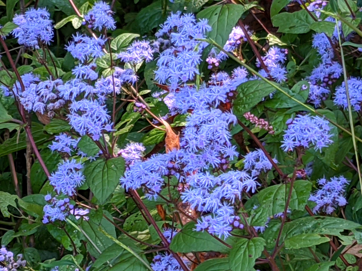 Conoclinium coelestinum