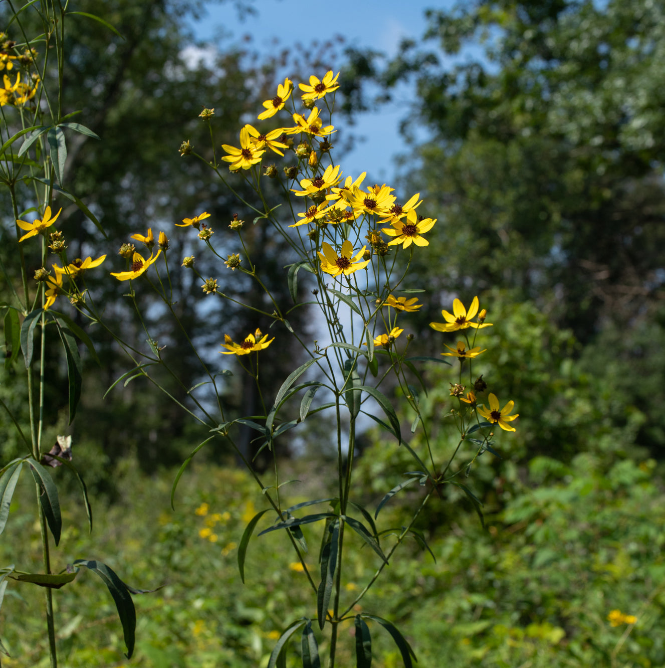 Coreopsis tripteris