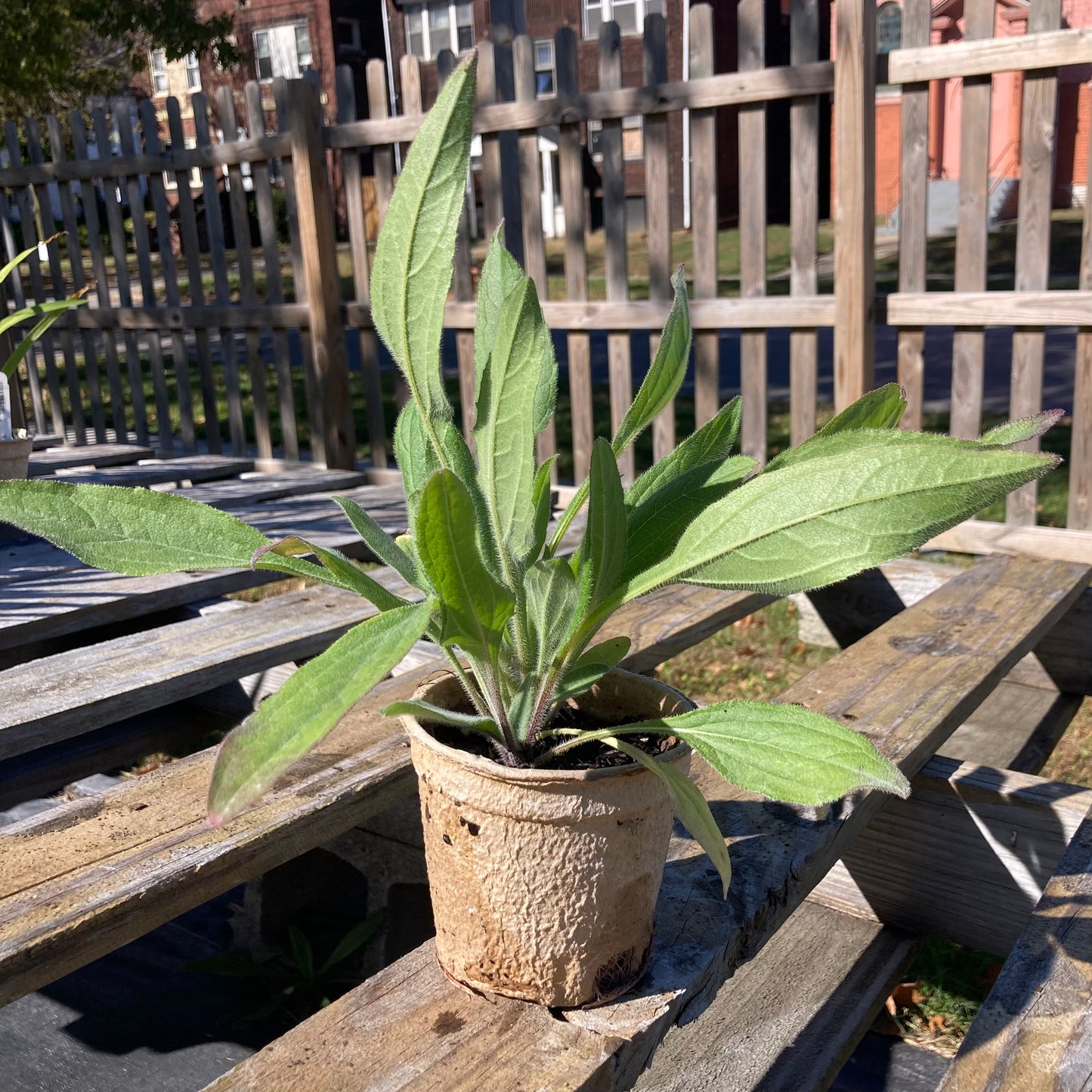 Rudbeckia hirta
