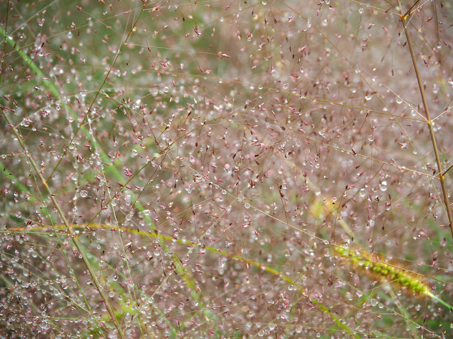 Eragrostis spectbilis