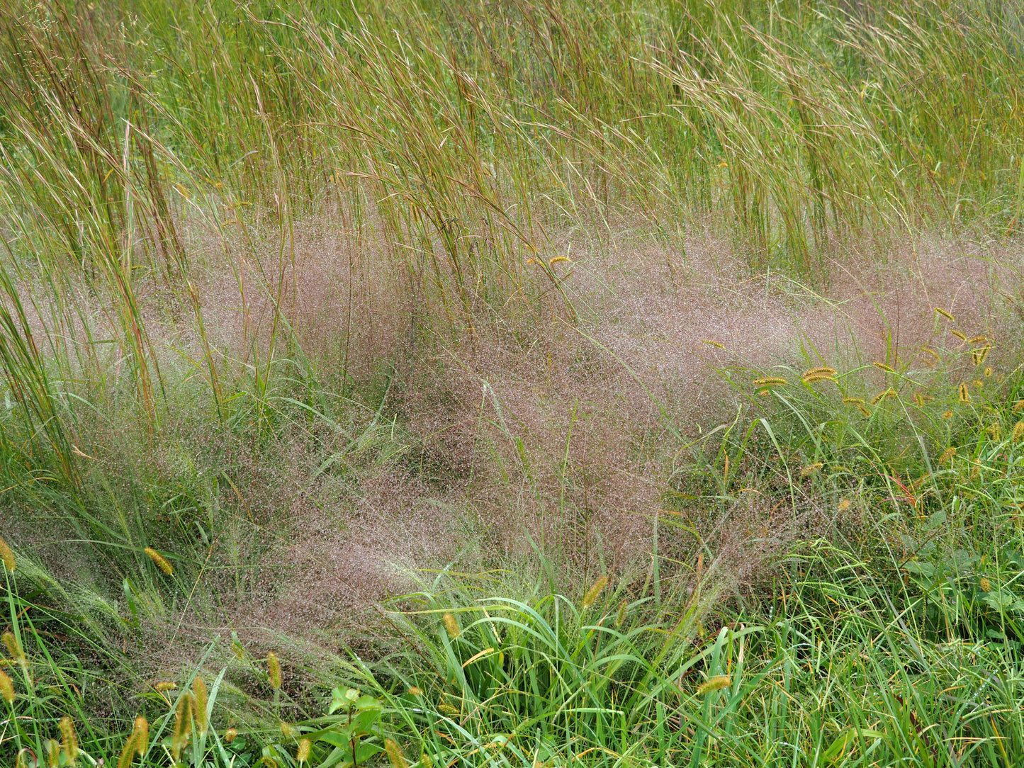 Eragrostis spectbilis