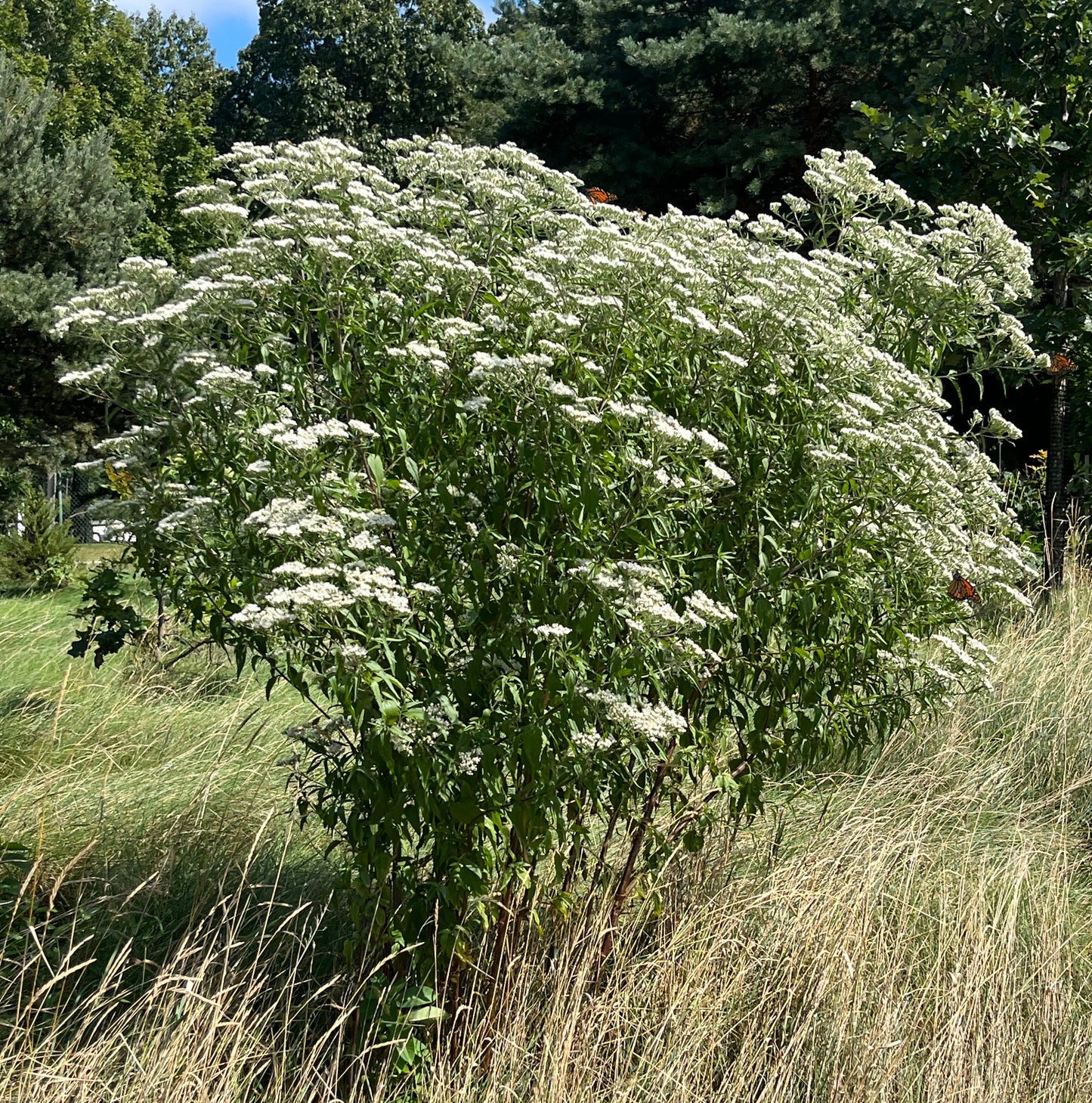 Eupatorium serotinum