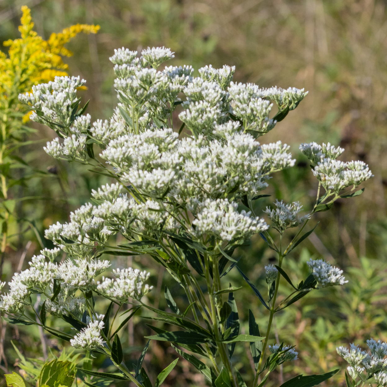 Eupatorium altissimum