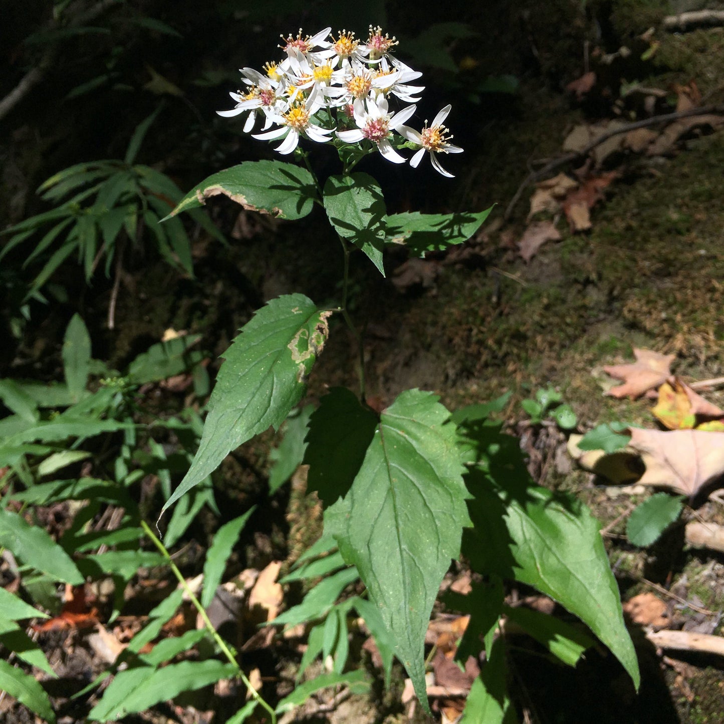 Eurybia divaricata