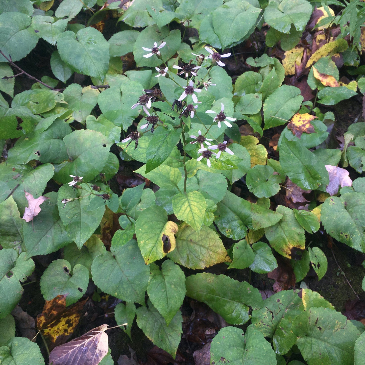 Eurybia macrophylla