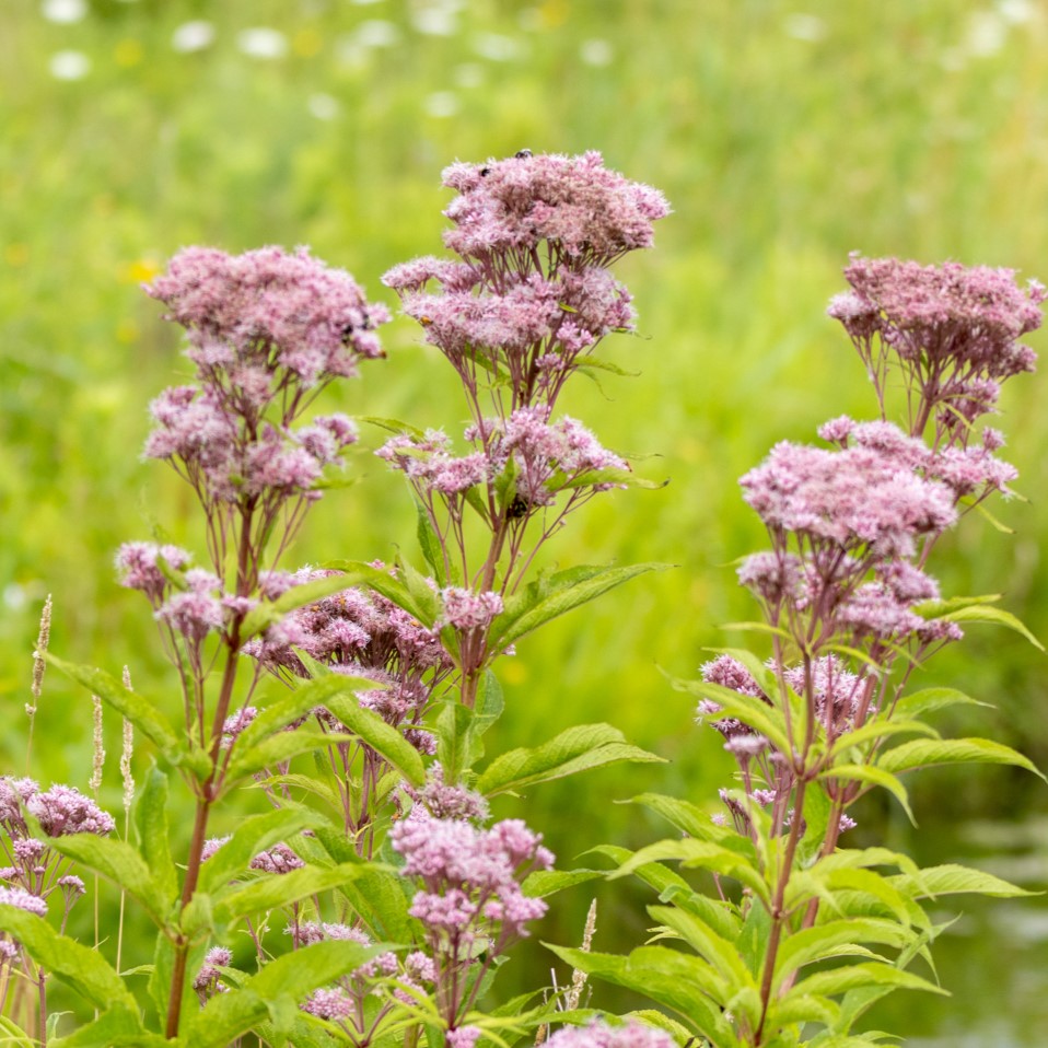 Eutrochium maculatum