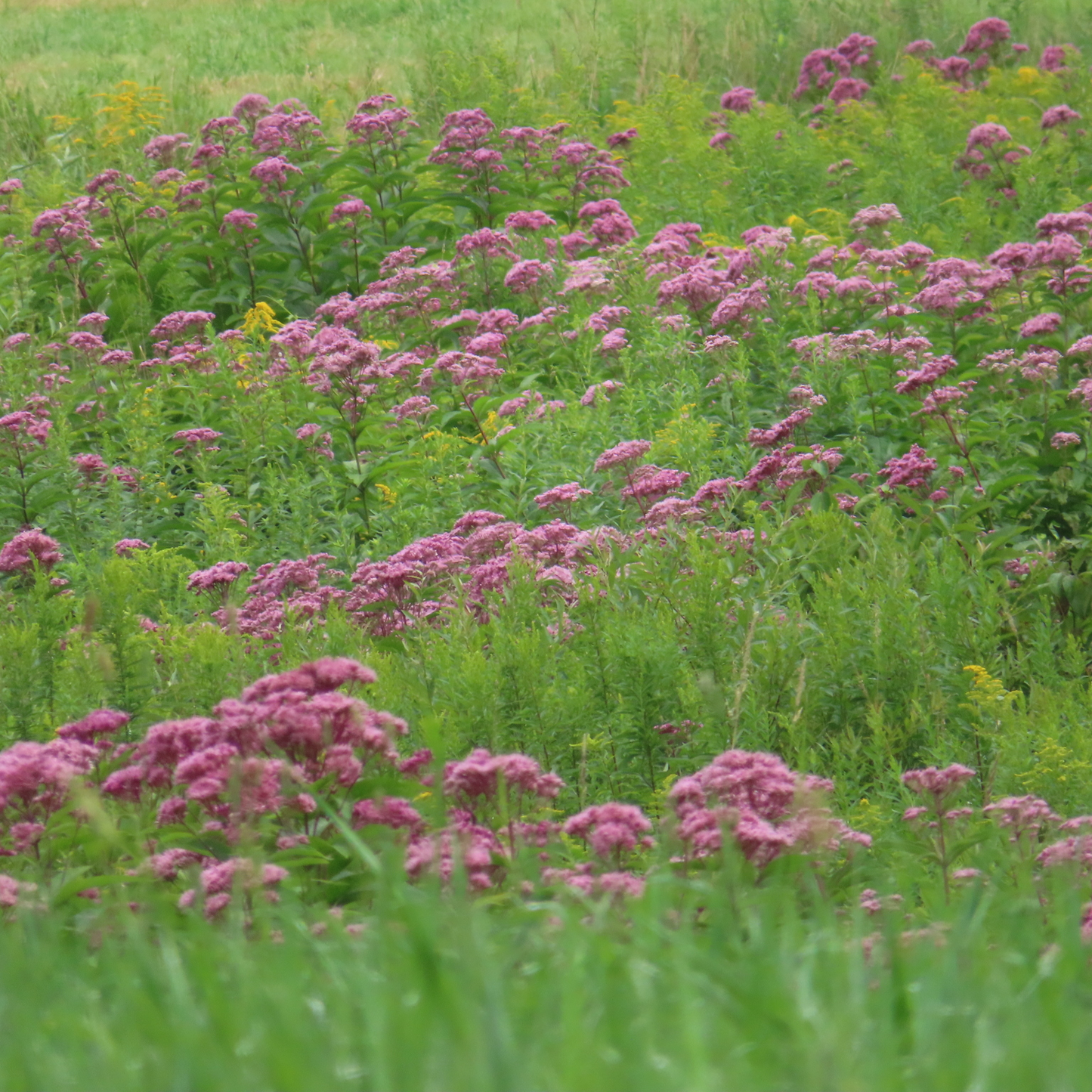 Eutrochium maculatum