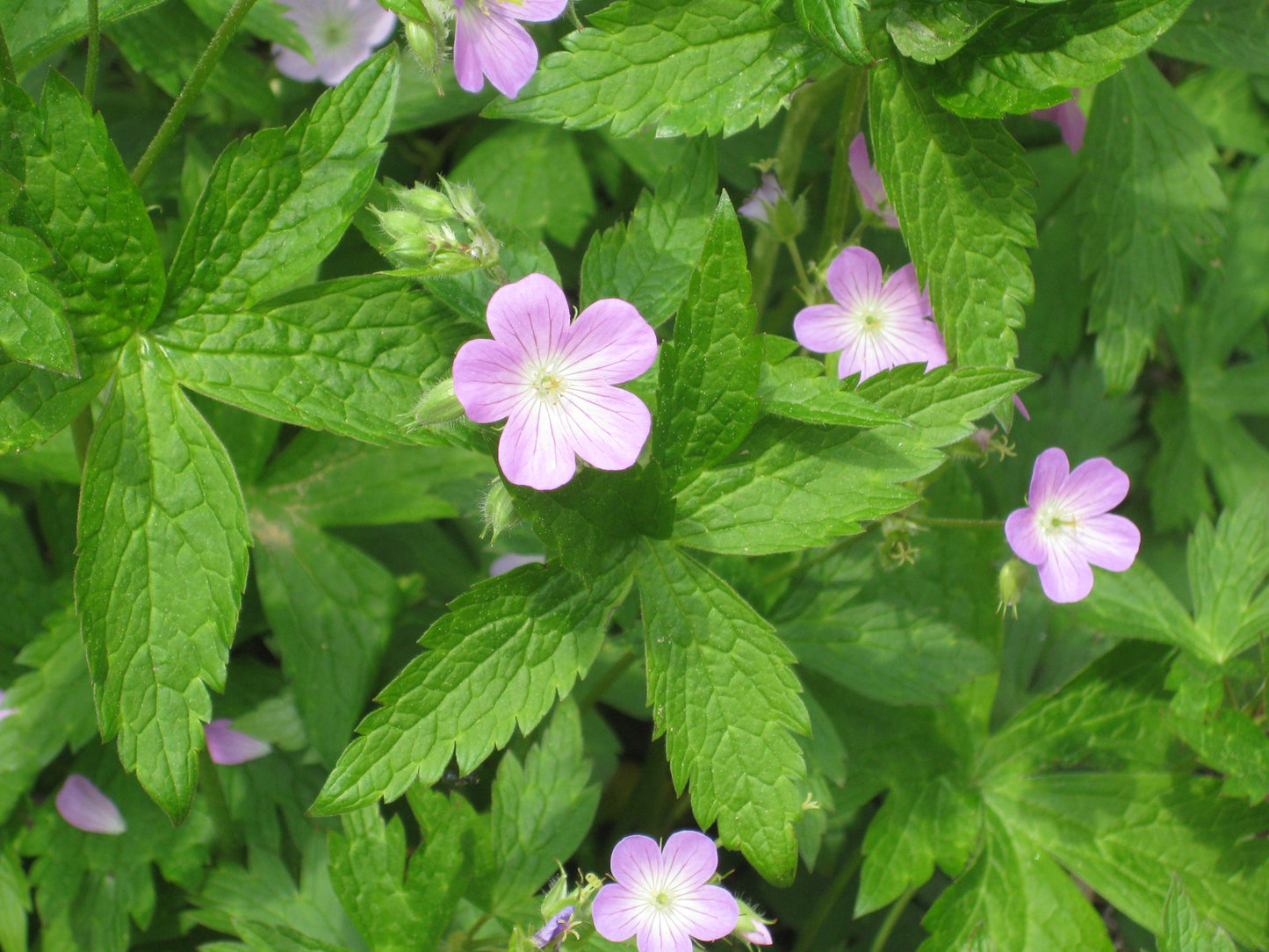 Geranium maculatum