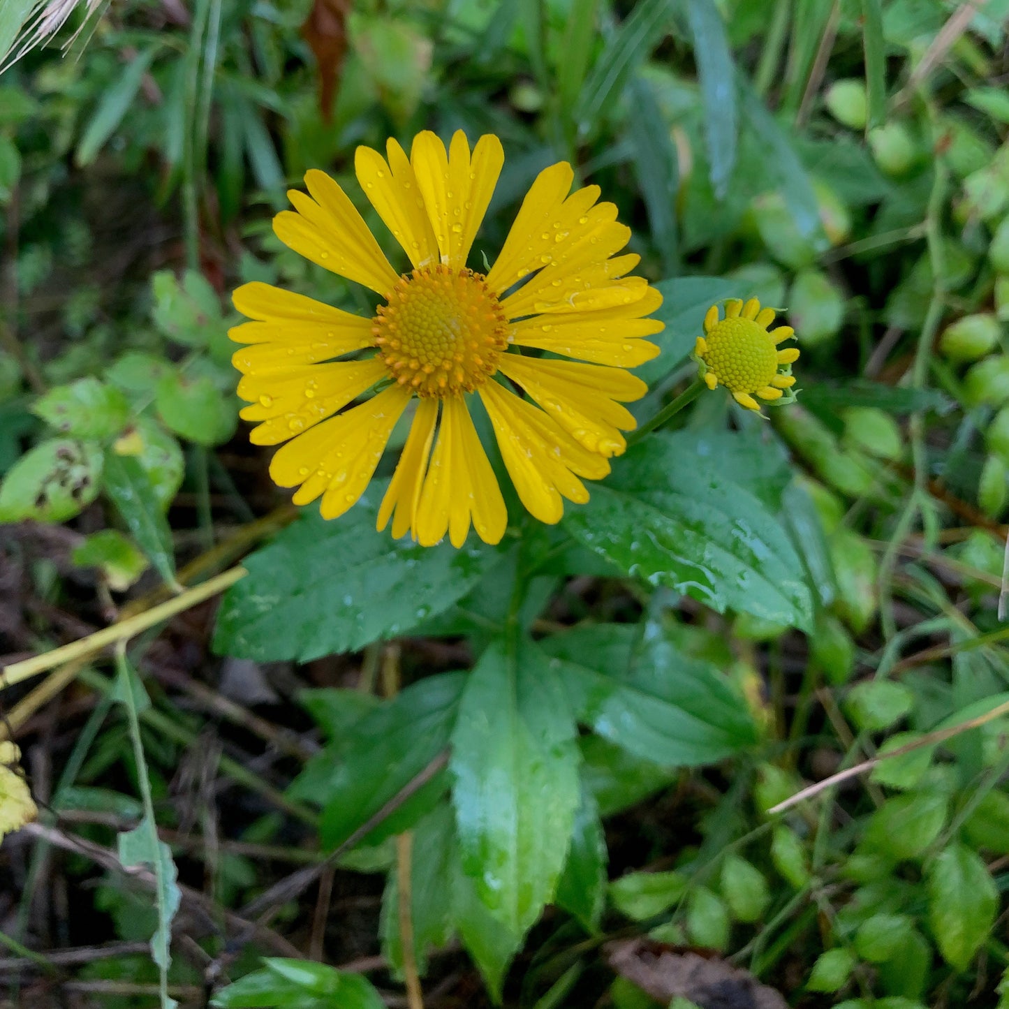 Helenium autumnale