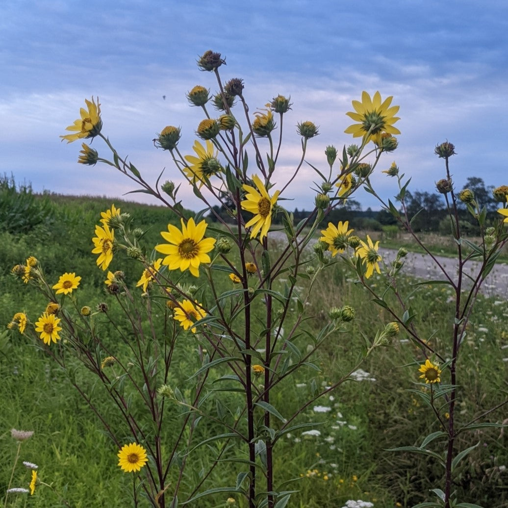 Helianthus giganteus