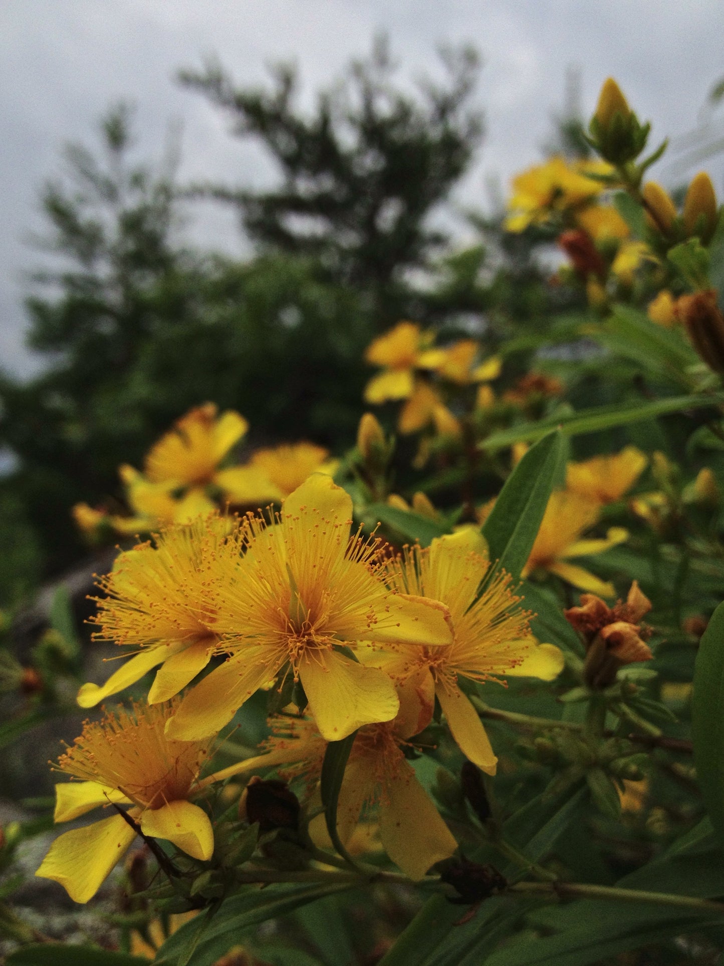 Hypericum prolificum