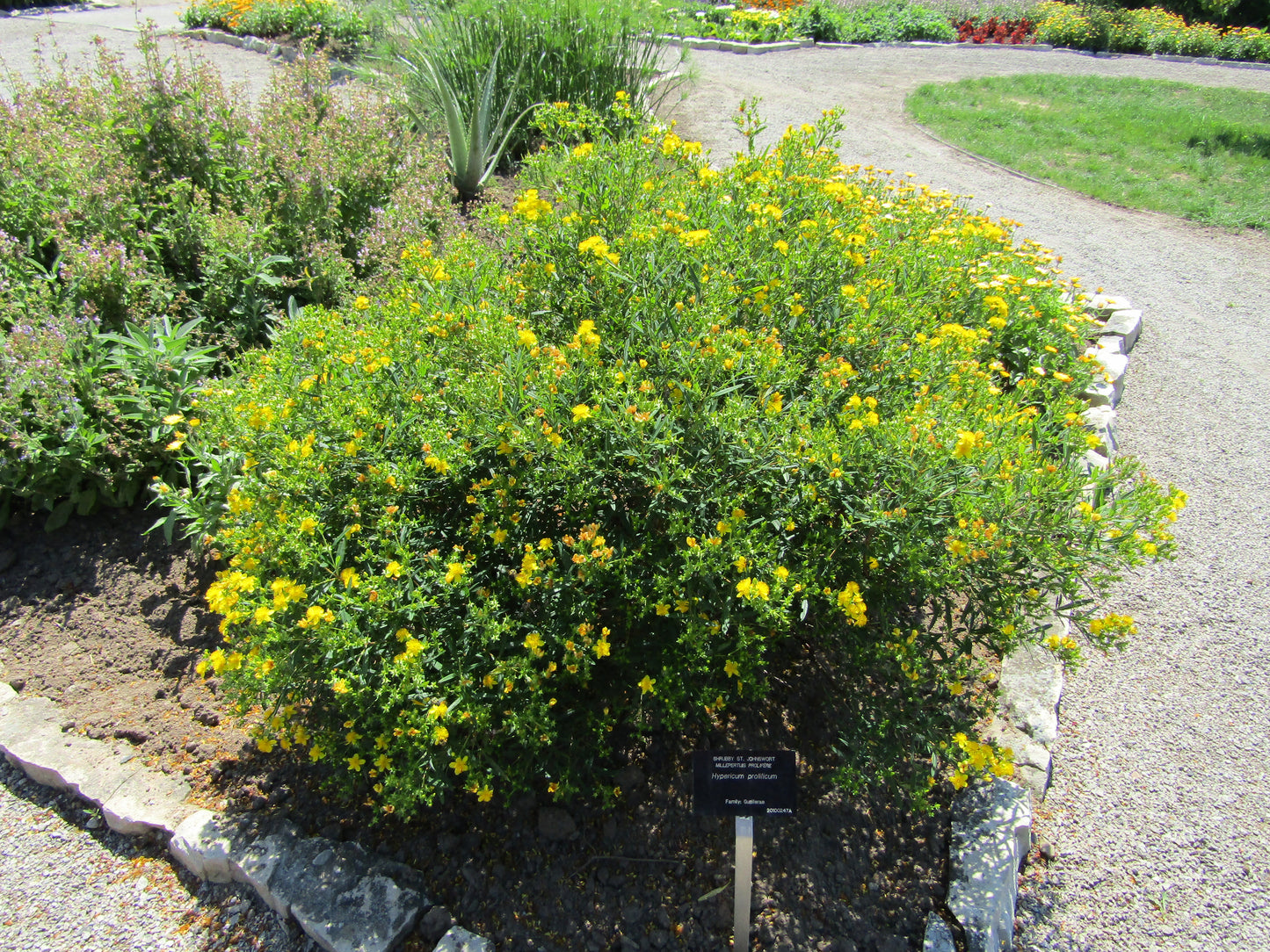 Hypericum prolificum