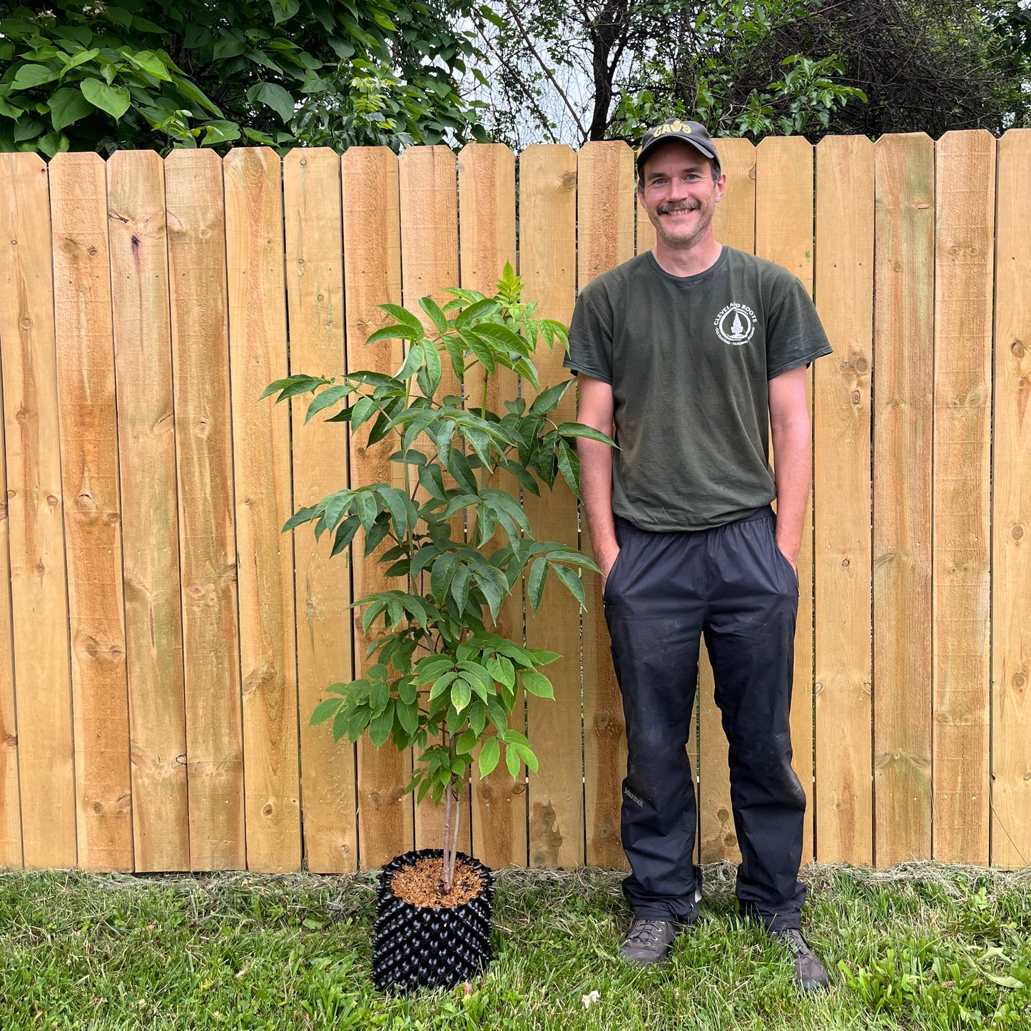 Sambucus racemosa