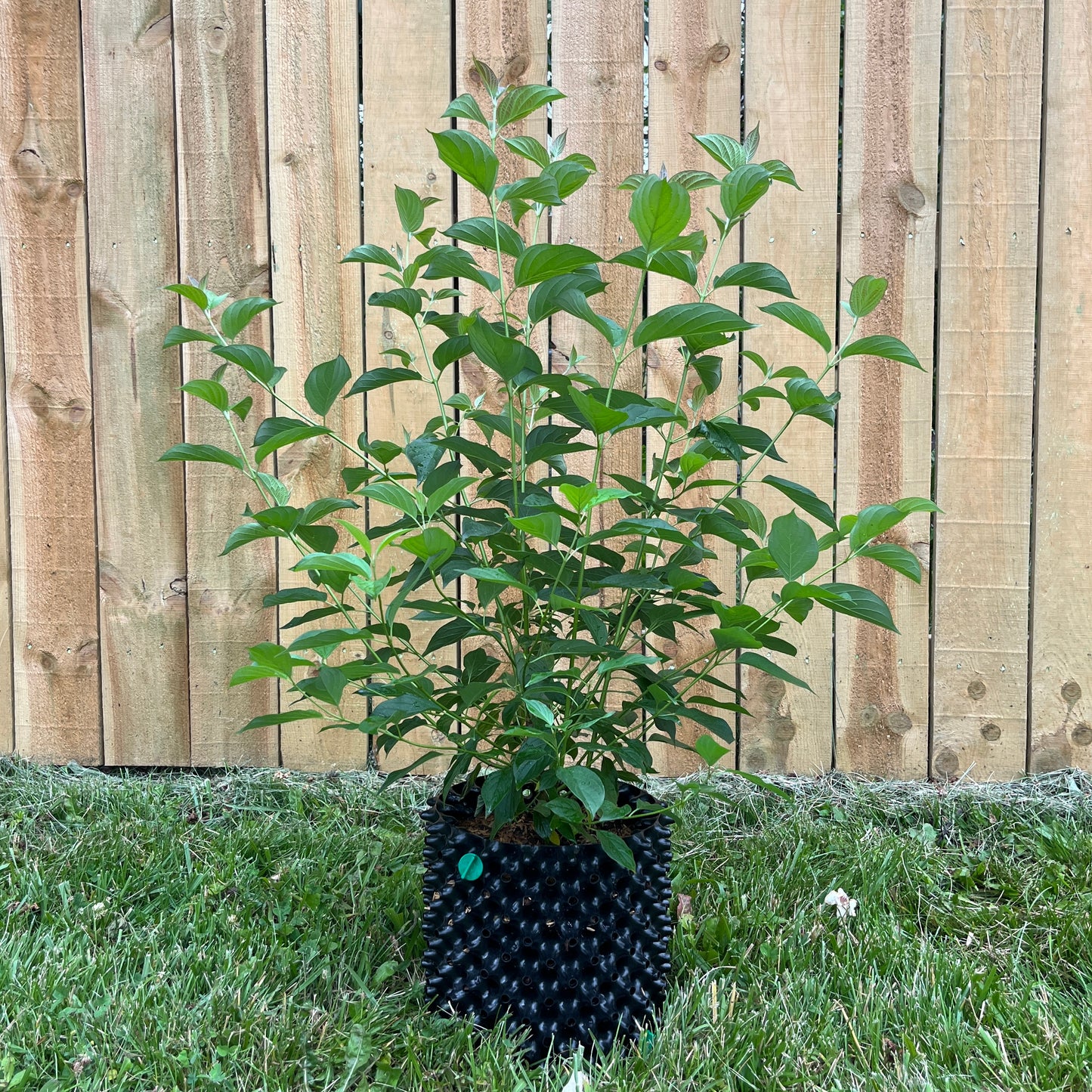 Cornus amomum
