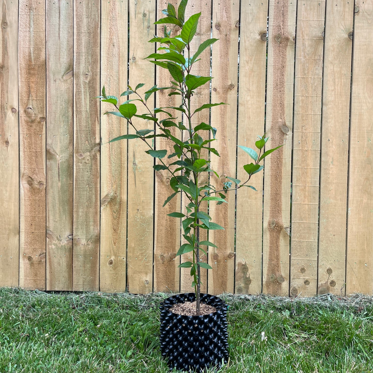 Cephalanthus occidentalis