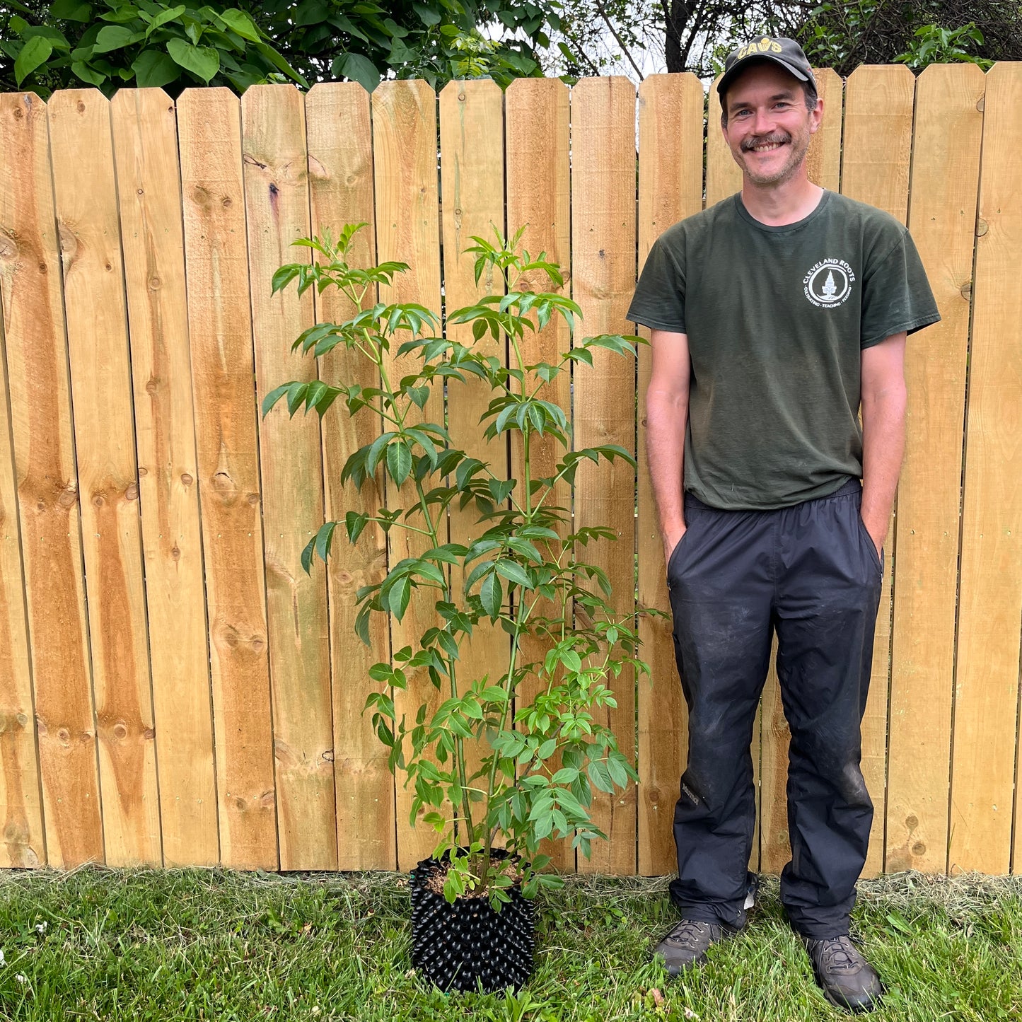 Sambucus canadensis