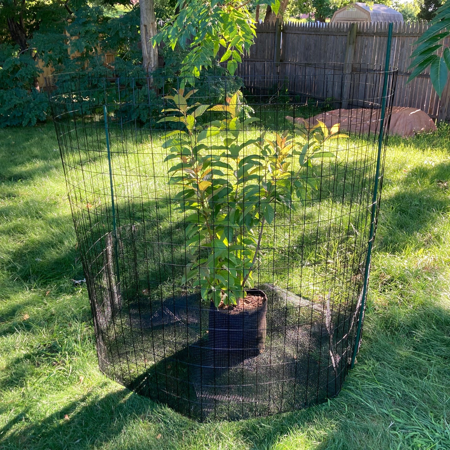 Deer cage