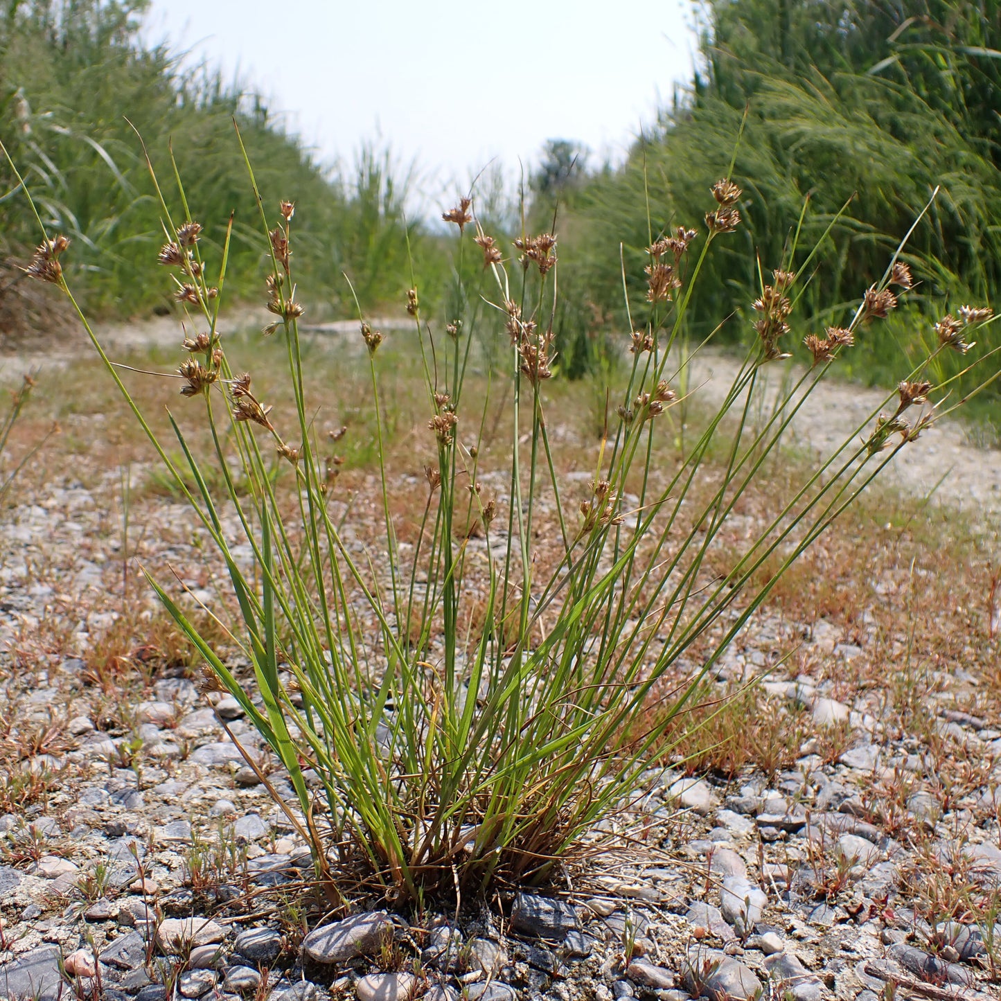 Juncus tenuis