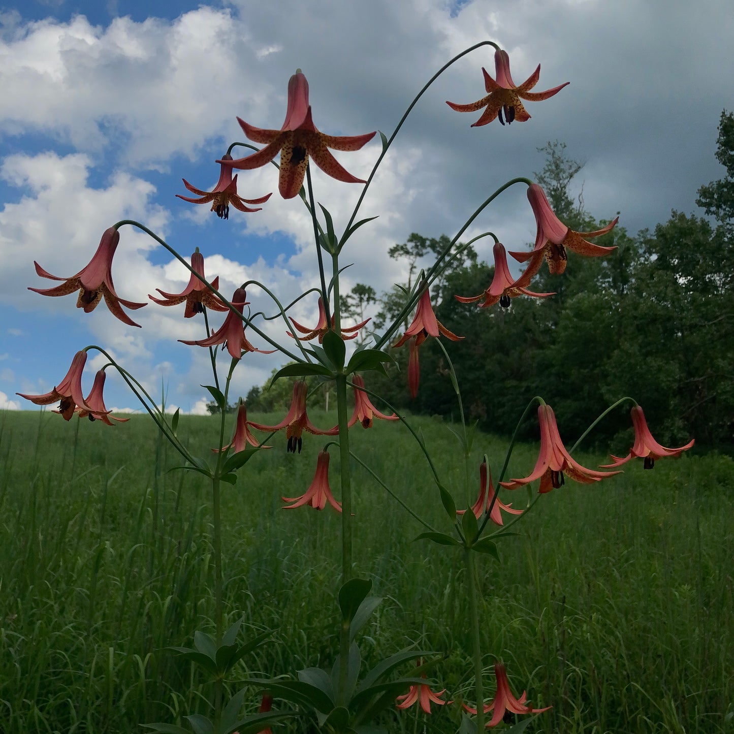Lilium canadense