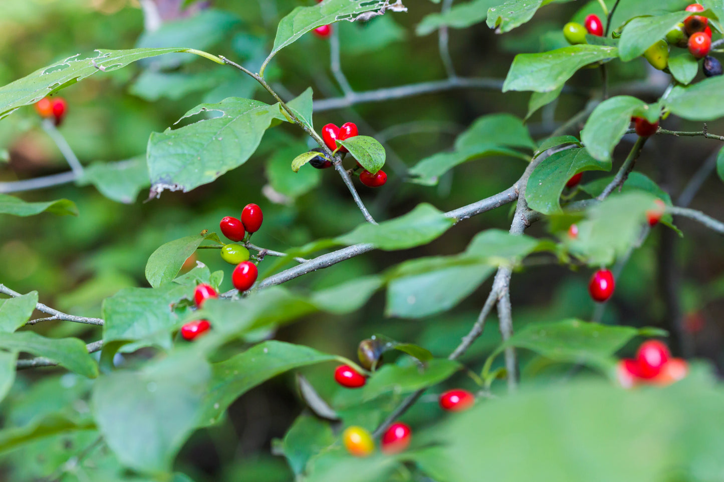 Lindera benzoin