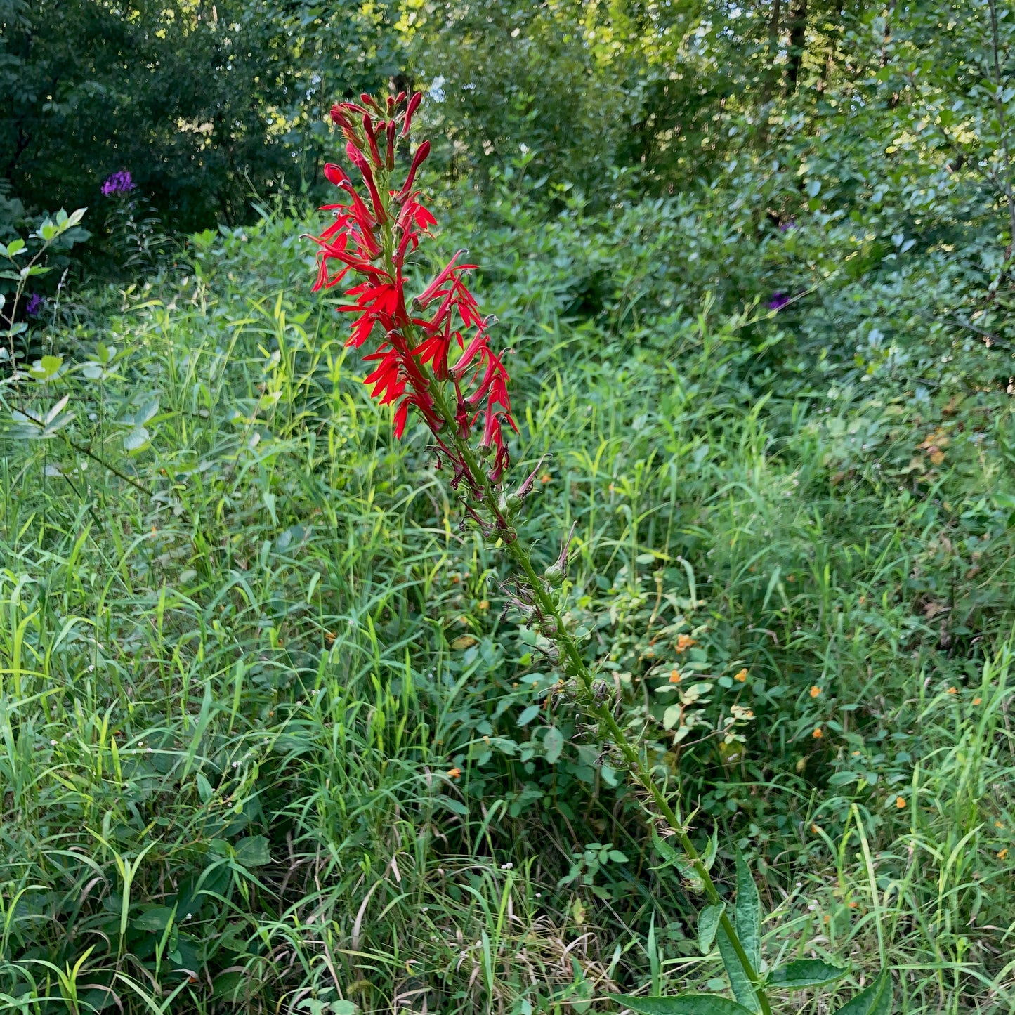 Lobelia cardinalis