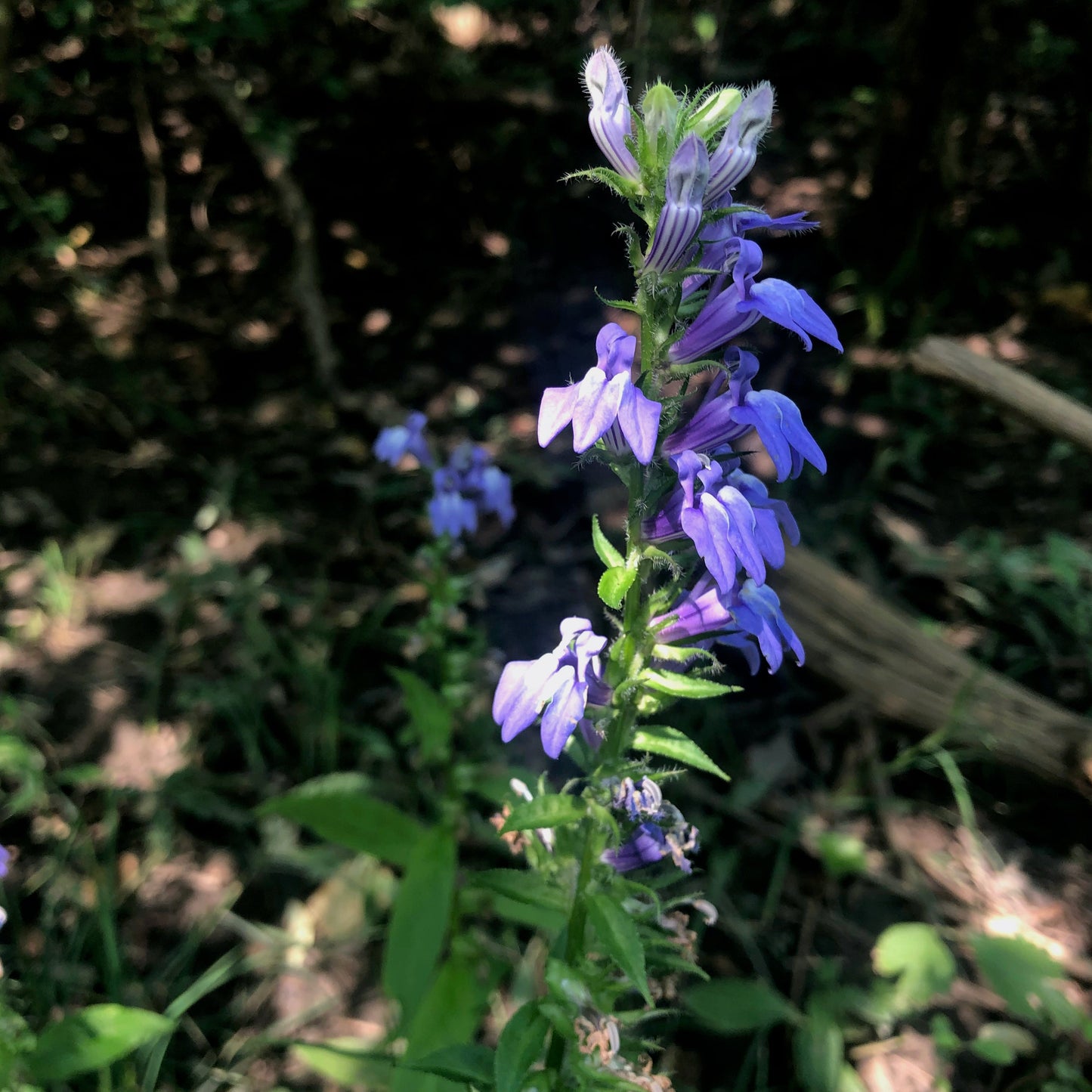 Lobelia siphilitica