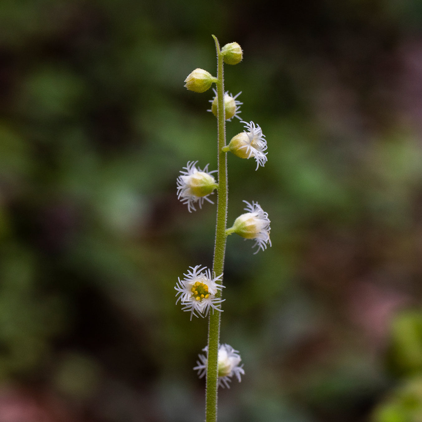 Mitella diphylla
